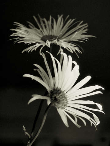 Daisy 3
