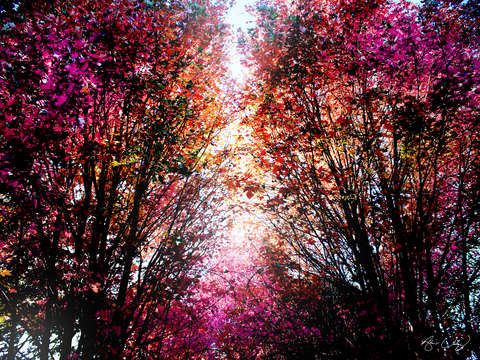 Pink fire