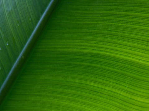 Flora01