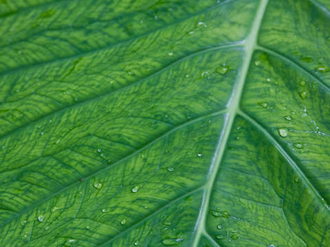 Flora02