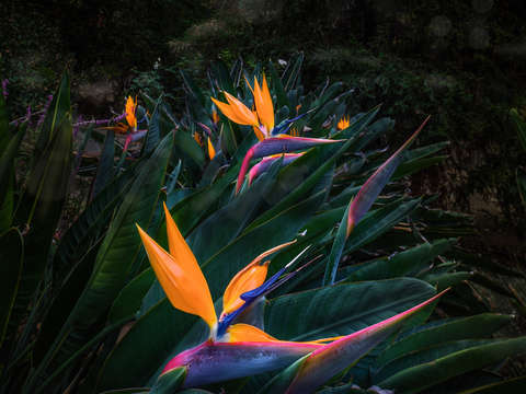 Birds of paradise