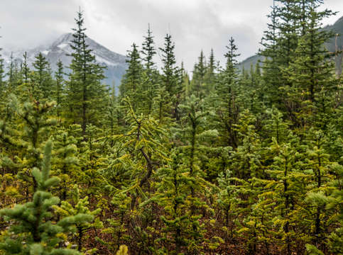 Amongst the pines