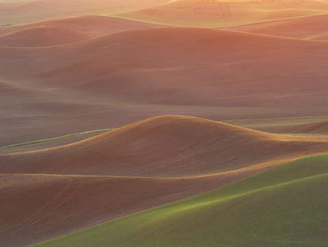 Palouse reds