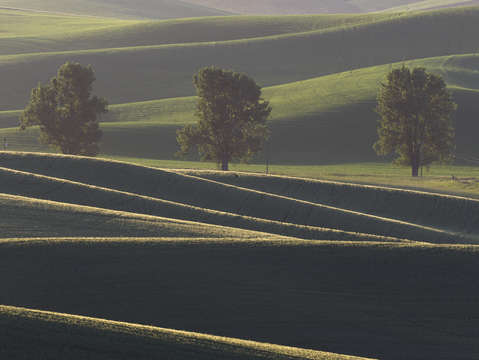 Sunrise at the Three Trees
