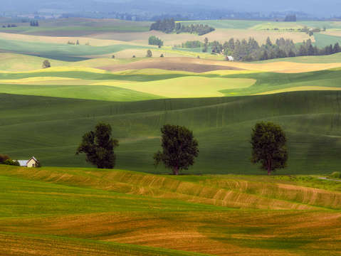 Three trees 2