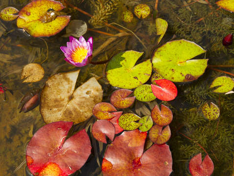 Color floats