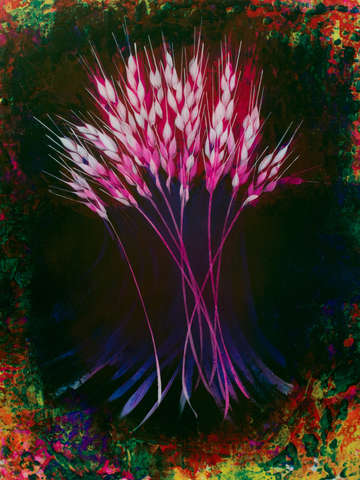 Wheat sheath 2