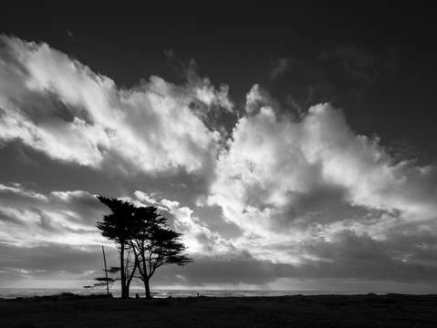 Trees along the Coast