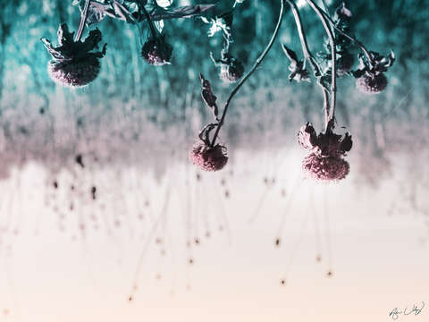 Fallen pollen