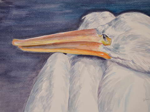 White pelican