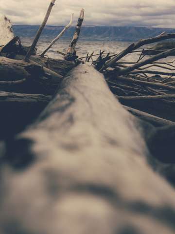 Driftwood 2