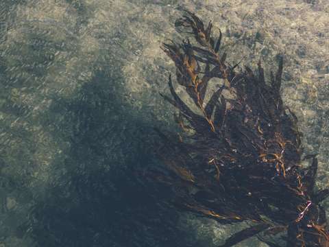 Giant kelp