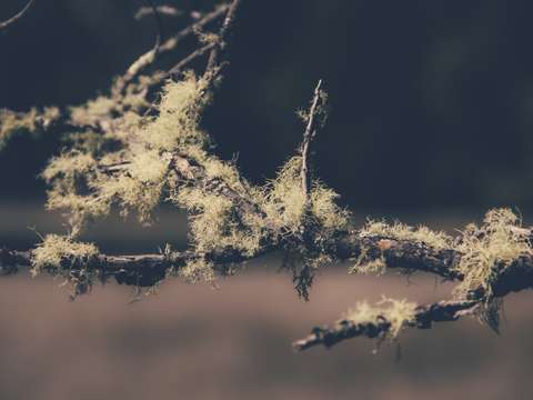 Mossy branch