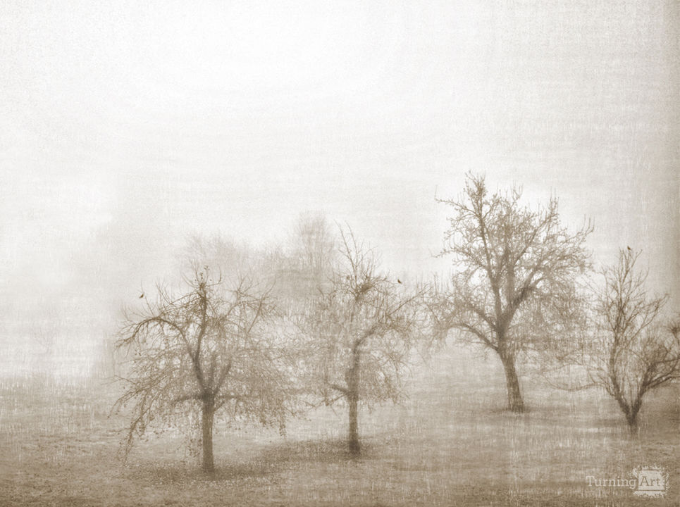 Morning haze in champagne france