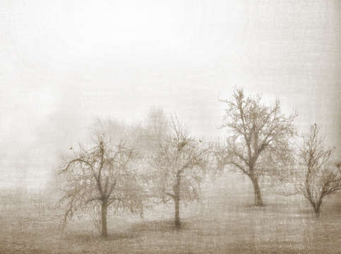 Morning haze in champagne france
