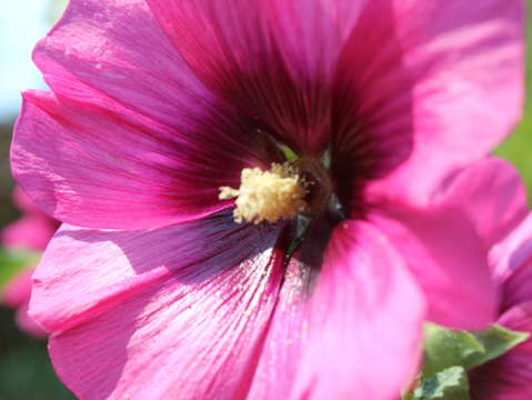 Flower 5