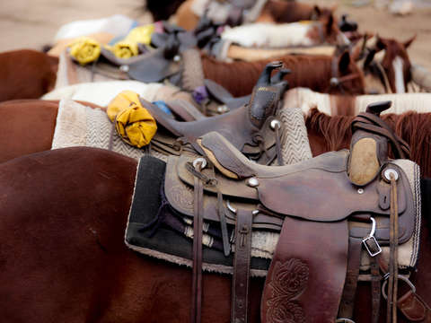 Horses and saddles