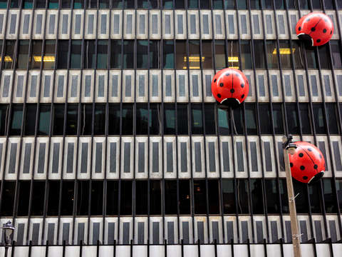Giant lady bugs