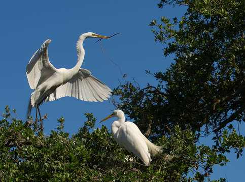 Great white egret comes in for a landing