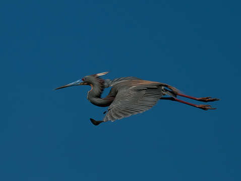 Tri color heron in flight