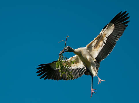 Wood stork