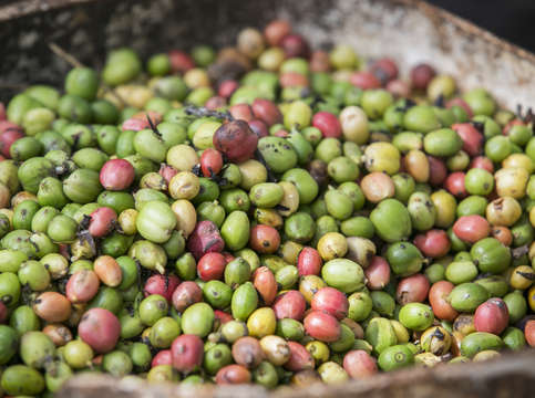Cuba coffee beans