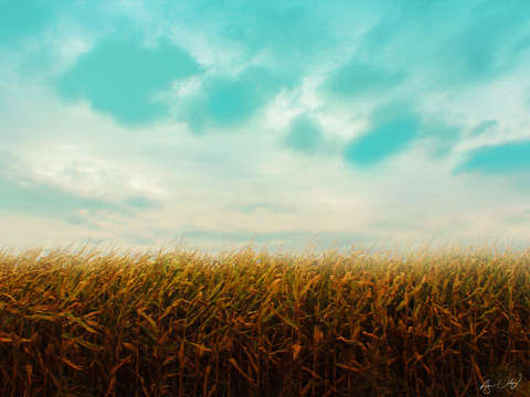 Fields 2