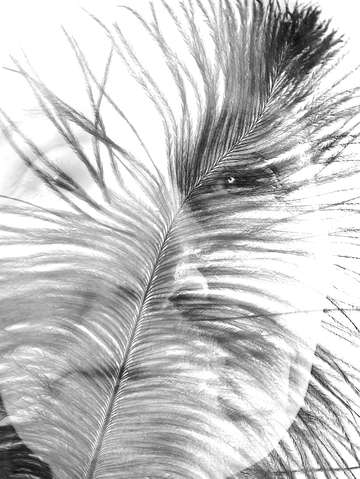 Feather 1