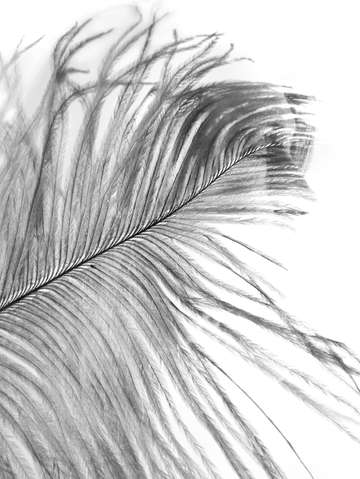 Feather 2