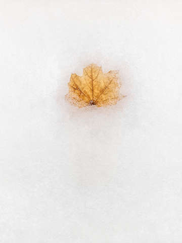 Frozen in time 2