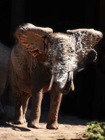 Elephant splash