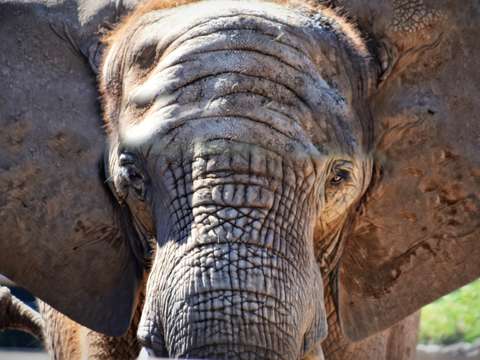 Eye of the elephant