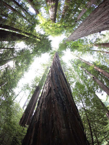 Looking up at giant redwoods