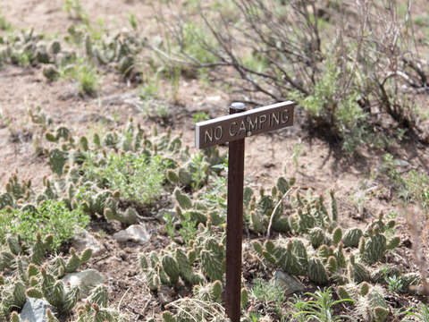 No camping on cactus