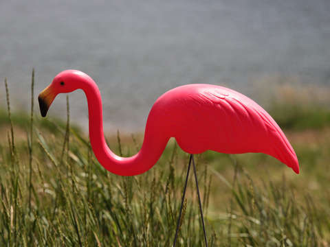Pink flamingo at a lake
