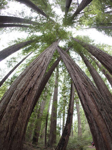 Tangled giant redwoods