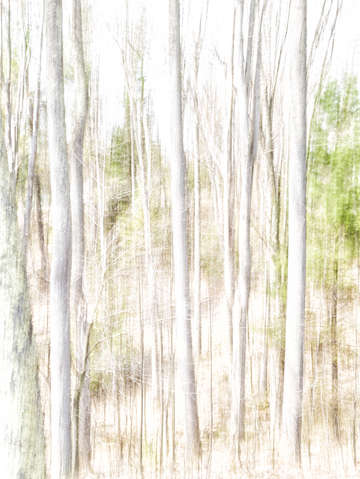 Forest dreams 4504