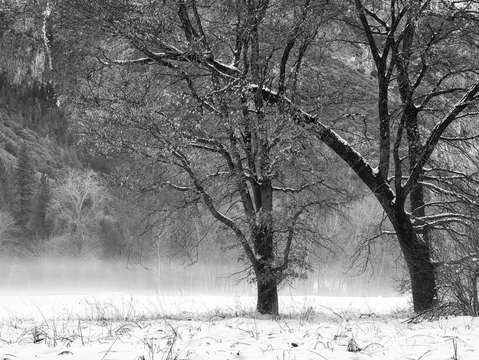 Valley trees