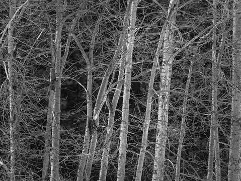 Tree details