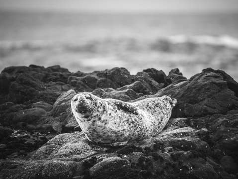 Harbor seal