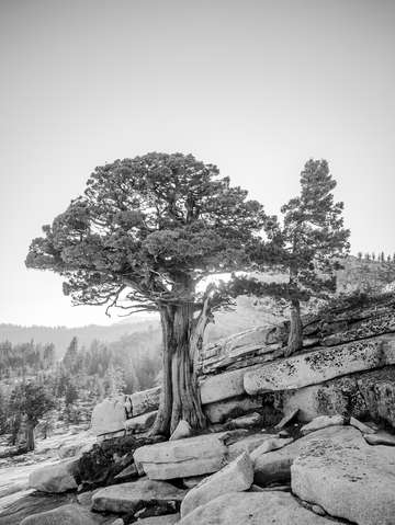 Juniper pines in the sierra