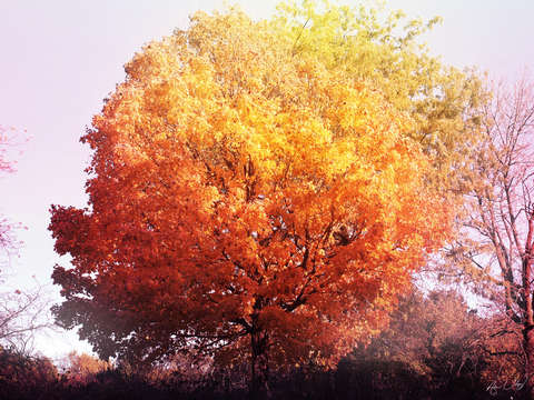 Burning tree