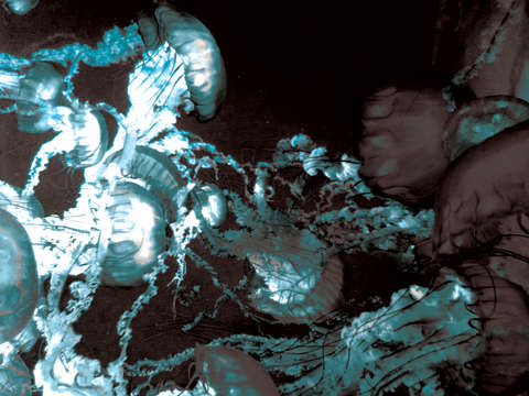 Underwater