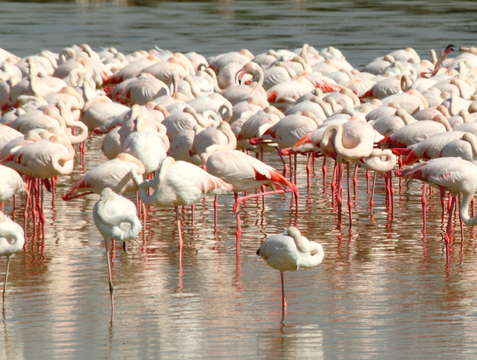 Flamingo flock