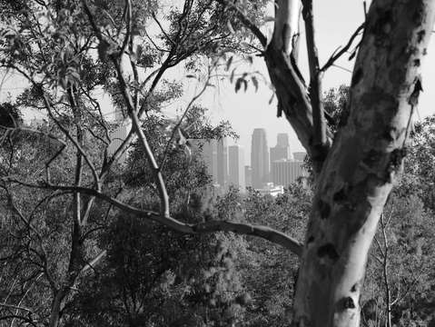 Trees 4