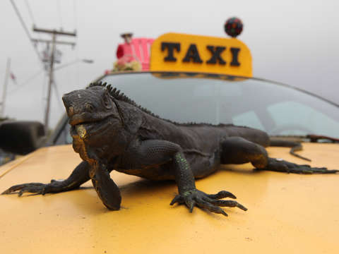 Iguana on a taxi