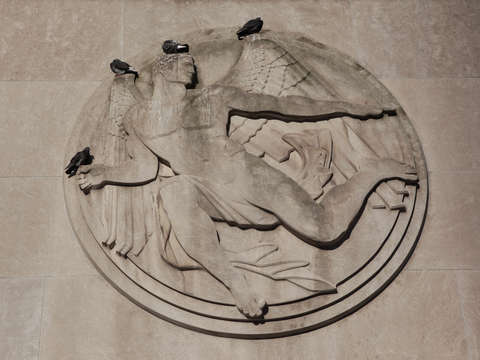 Pigeons in new york