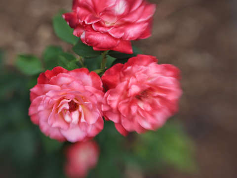 Pink roses 2