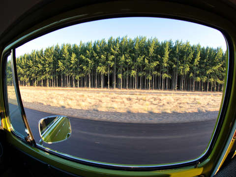 Trees from a van
