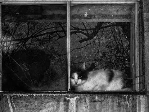 Cat in window